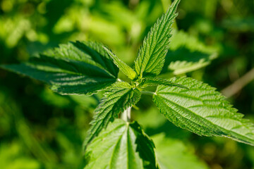 Leaves of fresh young nettle in the sunlight.
