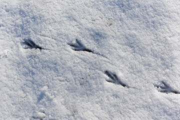 Fototapeta na wymiar Birds tracks on white snow in winter. Crow's footprints on snowy background. Wildlife research, ornithology. Save nature