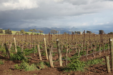 Vineyard 2
