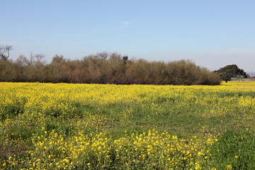 Mustard Field 7