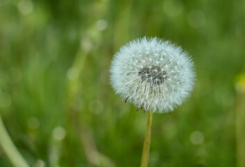 Dandelion white flowers in green grass. High quality photo