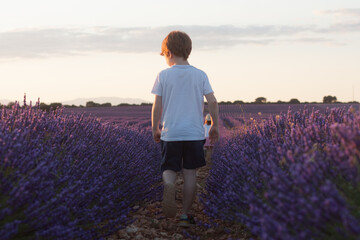 Caminando entre lavanda