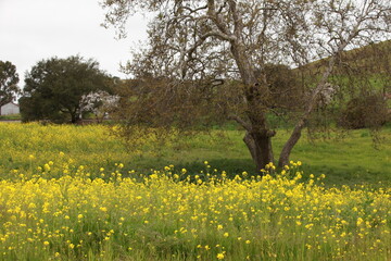 Mustard Field 6