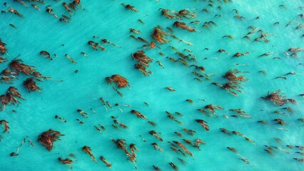 California ocean kelp in turquoise clear water - 487673994