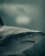 Naklejka premium Shark