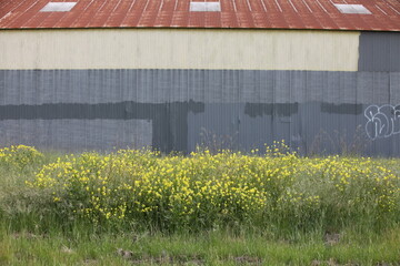 Mustard Field 1