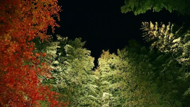 竹林と紅葉　夜景