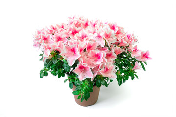 Close up of pink azalea flowers or Rhododendron plant in a flower pot on white background