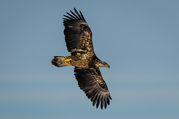 Fototapeta na wymiar A juvenile bald eagle flying with food in his claws on a beautiful winter day. 
