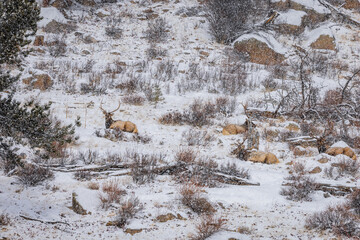 Elk playing and eating in the snow during a winter snowstorm in Colorado. 