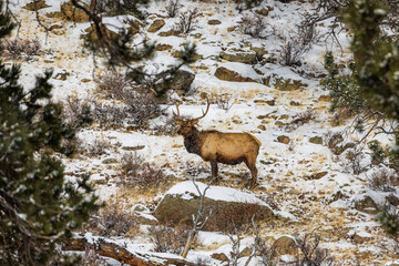 Elk playing and eating in the snow during a winter snowstorm in Colorado. 