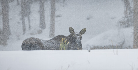 A female moose standing in a snowy blizzard in Colorado. 