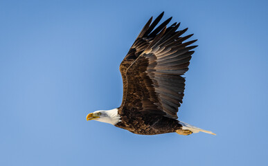 Several bald eagles in flight over stunning winter landscapes in Colorado. 