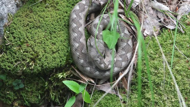 Sand viper coiled on green moss in the wild