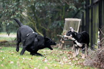 Hundebegegnung im Garten – Schwarzer Labrador und Hütehund im Konflikt, stimmungsgeladene...