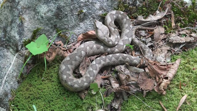 Horned viper staying still waiting the prey for ambush attack