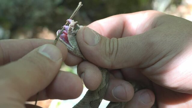 Biologist showing the venomous fangs of horned viper (Vipera ammodytes)