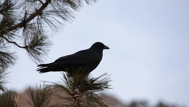 A raven perches in a pinyon pine tree with red sandstone clifftops in the background cawing to other nearby birds. No audio included