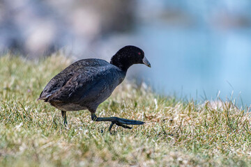 blackbird