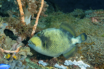 Pesce balestra verde con coralli e sabbia sullo sfondo © Massimo