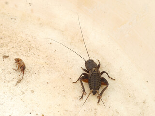 Black field cricket ((Teleogryllus commodus) on plastic surface