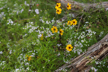 Yellow and white wildflowers close-up