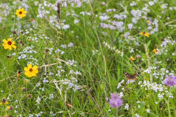 Yellow and white wildflowers close-up