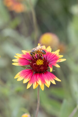 Indian blanket wildflower with bee close-up
