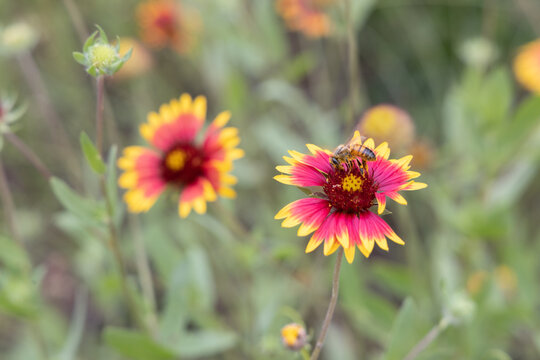 Indian blanket wildflowers with bee close-up