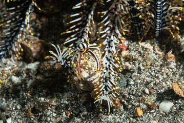 Galathea con strisce bianche e nere mimetizzata su crinoide