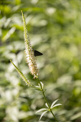 Butterfly sitting on long slender white flower