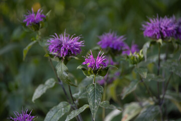 Purple Bee Balm wildflowers close-up
