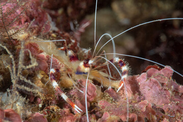 gambero pulitore a bande, Stenopus hispidus, tra la barriera corallina