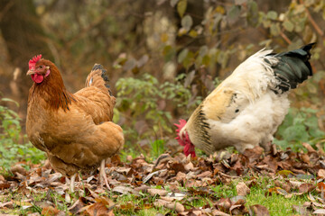 Rooster-and-hen-08