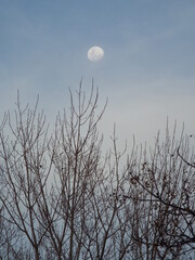 Branches and the Moon