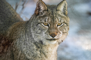 A closeup of a Canada lynx