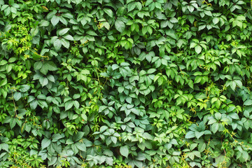 hedge of green leaves. natural plant carpet