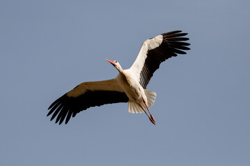 Fototapeta na wymiar Adult white stork in flight (Ciconia ciconia) in Spain