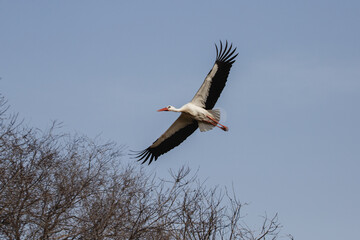 Adult white stork in flight (Ciconia ciconia) in Spain