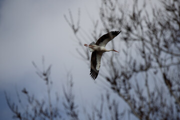 Adult white stork in flight (Ciconia ciconia) in Spain