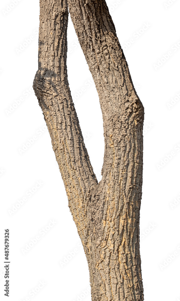 Aufkleber trunk of a tree isolated on white background.