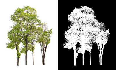 Trees on transparent picture background with clipping path, single tree with clipping path and alpha channel on black background.