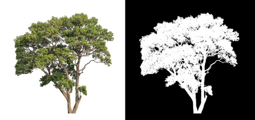 Trees on transparent picture background with clipping path, single tree with clipping path and...