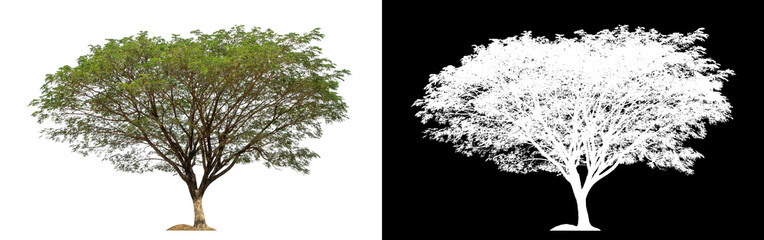 Fototapeta premium Tree on transparent picture background with clipping path, single tree with clipping path and alpha channel on black background.