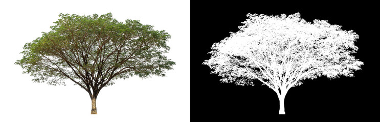 Tree on transparent picture background with clipping path, single tree with clipping path and alpha channel on black background.