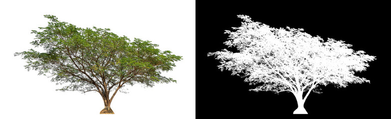 Tree on transparent picture background with clipping path, single tree with clipping path and alpha channel on black background.