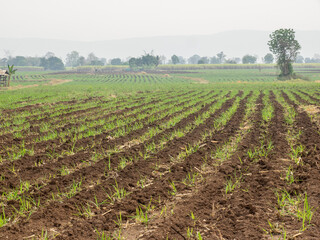 Fototapeta na wymiar Sugarcane plantations,the agriculture tropical plant in Thailand.
