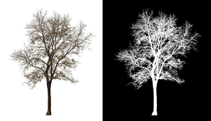 Tree on transparent picture background with clipping path, single tree with clipping path and alpha channel on black background.