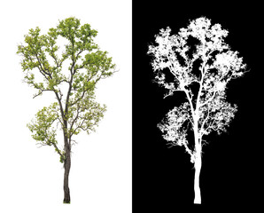 Tree on transparent picture background with clipping path, single tree with clipping path and alpha channel on black background.