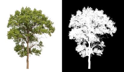 Tree on transparent picture background with clipping path, single tree with clipping path and alpha channel on black background.